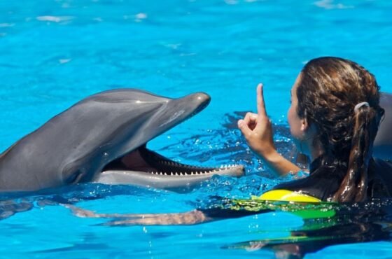 Hurghada Dolphin House Boat Tour with Snorkeling Stops and Lunch